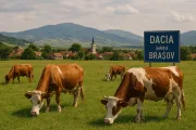 Image alt text